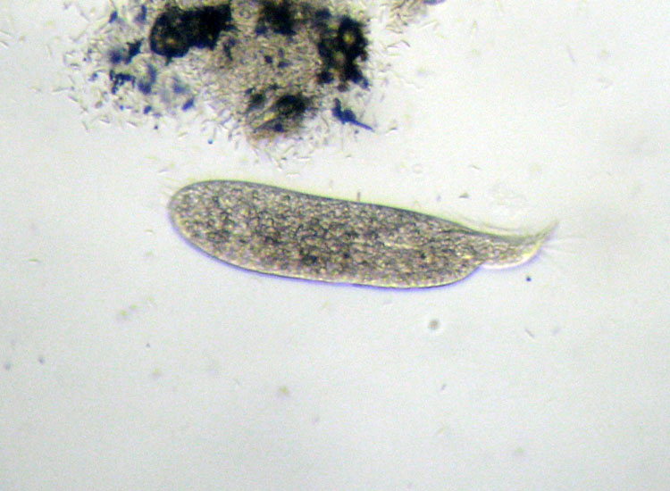 Microscopia delle spiagge adriatiche